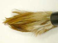 Cock feather brush